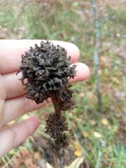 Campanula cervicaria