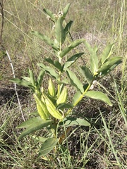 Asclepias viridis