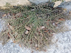 Euphorbia thymifolia