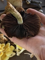 Lacrymaria echiniceps