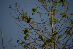 Philemon buceroides