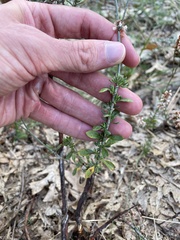 Eriogonum wrightii membranaceum