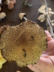 Lacrymaria echiniceps