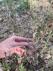 Eriogonum wrightii membranaceum