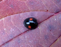 Chilocorus renipustulatus