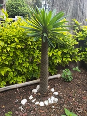 Pachypodium lamerei