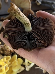 Lacrymaria echiniceps