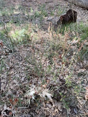 Eriogonum wrightii membranaceum