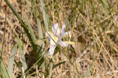 Iris missouriensis