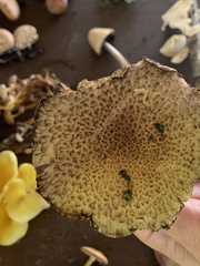 Lacrymaria echiniceps