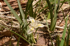 Iris missouriensis