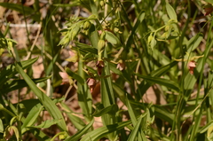 Epipactis gigantea