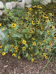 Rudbeckia