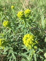 Euphorbia esula