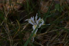 Iris missouriensis