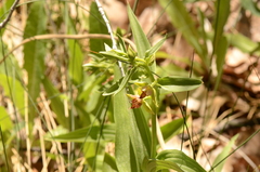 Epipactis gigantea