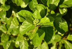 Premna serratifolia