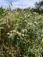 Pycnanthemum