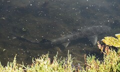 Triakis semifasciata