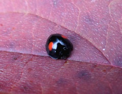 Chilocorus renipustulatus