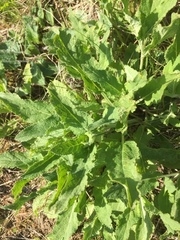 Salvia pratensis