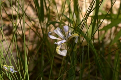 Iris missouriensis