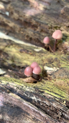 Mycena haematopus