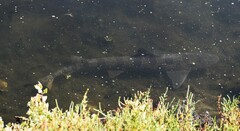Triakis semifasciata
