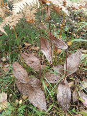 Cypripedium calceolus