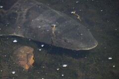 Triakis semifasciata