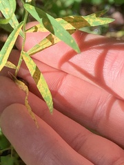 Coleosporium solidaginis