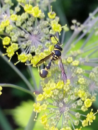 Mediterranean Potter Wasp photo 2