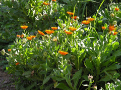 Calendula officinalis