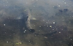 Triakis semifasciata