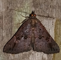 Erebidae