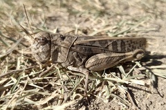 Hippiscus ocelote