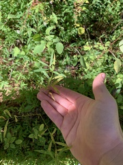 Coleosporium solidaginis