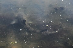 Triakis semifasciata