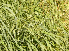 Arrhenatherum elatius