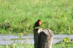 Leistes superciliaris