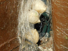 Latrodectus mactans