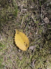 Ulmus