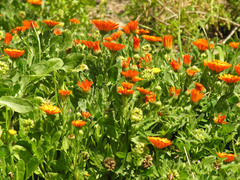 Calendula officinalis