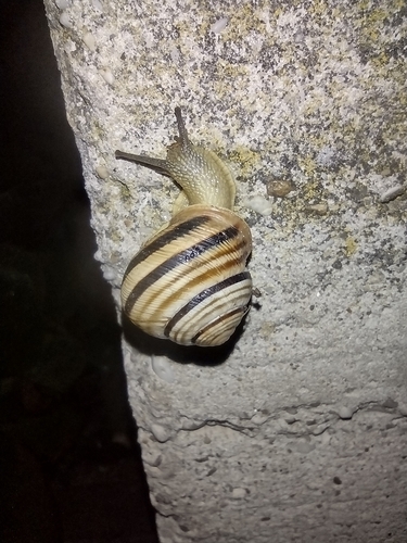 Isprutani živičnjak (Caucasotachea vindobonensis)