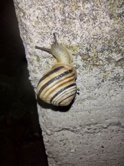 Caucasotachea vindobonensis