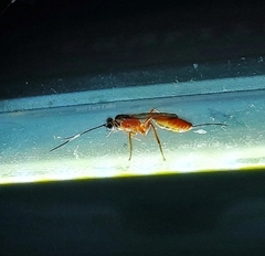 Mesostenus thoracicus