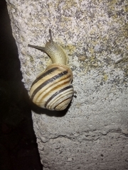 Caucasotachea vindobonensis