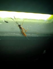 Mesostenus thoracicus