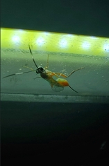 Mesostenus thoracicus