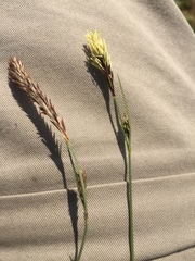 Carex panicea